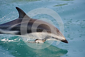 Debole delfino 