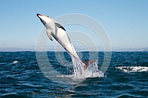 Dusky dolphin jumping