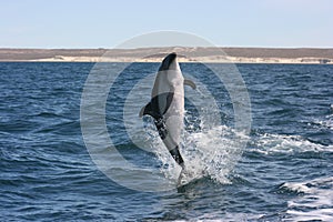 Dusky Dolphin jumps