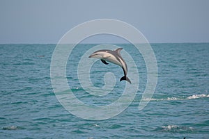 Dusky Dolphin in Kaikoura, New Zealand