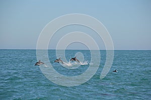 Dusky Dolphin in Kaikoura, New Zealand