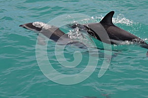 Dusky Dolphin in Kaikoura, New Zealand