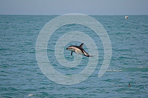 Dusky Dolphin in Kaikoura, New Zealand