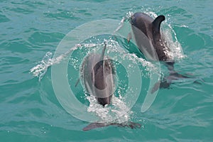 Dusky Dolphin in Kaikoura, New Zealand