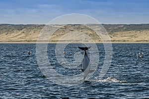 Dusky dolphin , Patagonia , Argentina photo