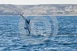 Dusky dolphin , Patagonia , Argentina photo