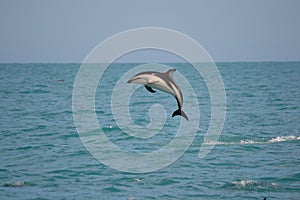Dusky Dolphin in Kaikoura, New Zealand photo
