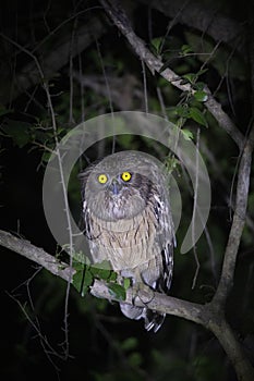 Dusky Eagle Owl- Bubo coromandus, Panna National Park