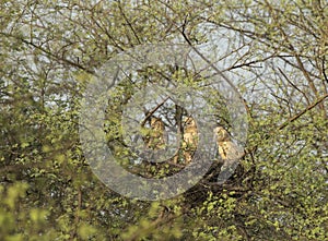 Dusky Eagle Owl in their Nest at Bharatpur Bird Sanctuary,Rajasthan,India