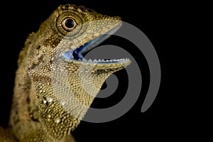 Dusky Earless Agama Aphaniotus fusca