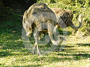 Dusky female Ostriches browsing for food