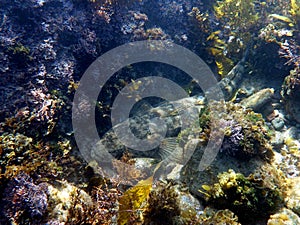 Dusky flathead