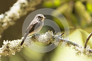 Dusky flycatcher