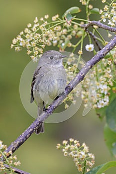 Dusky Flycatcher bird