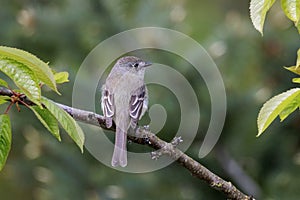 Dusky Flycatcher bird