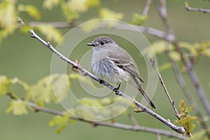 Dusky Flycatcher bird