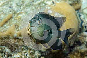Dusky gregory fish  - Stegastes nigricans, Red sea