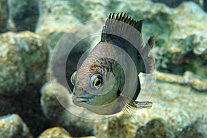 Dusky gregory fish  - Stegastes nigricans, Red sea