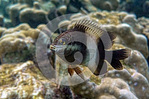 Dusky gregory fish  - Stegastes nigricans, Red sea