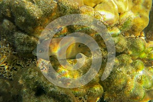 Dusky gregory in the Red Sea. Little dusky gregory farmerfish living in a coral garden. Stegastes nigricans, the dusky farmerfish.