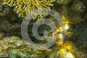 Dusky gregory in the Red Sea. Little dusky gregory farmerfish living in a coral garden. Stegastes nigricans, the dusky farmerfish.