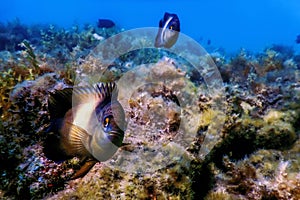 Dusky gregory Underwater Stegastes nigricans