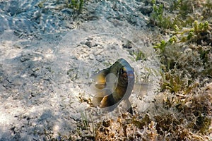 Dusky gregory Underwater Stegastes nigricans