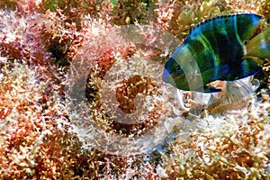 Dusky gregory Underwater Stegastes nigricans