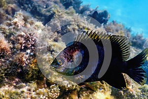 Dusky gregory Underwater Stegastes nigricans