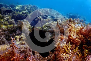 Dusky gregory Underwater Stegastes nigricans