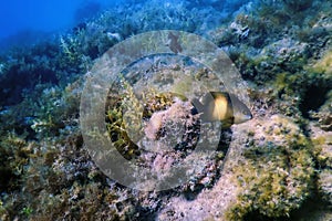 Dusky gregory Underwater Stegastes nigricans