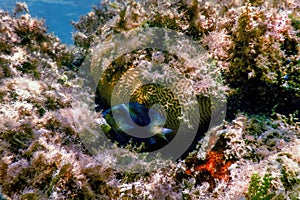 Dusky gregory Underwater (Stegastes nigricans