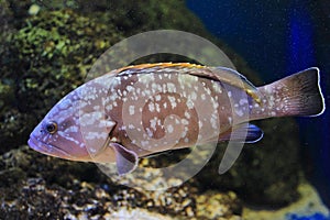 Dusky grouper