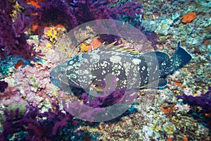 Dusky Grouper