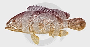 Dusky grouper epinephelus marginatus in side view