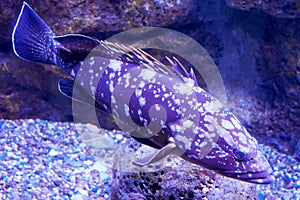 Dusky grouper fish in the deep purple ocean water with corals around