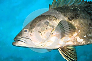 Dusky grouper in the Lanzarote (SUBMARINE SAFARIS SL)