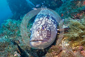 Dusky Grouper photo