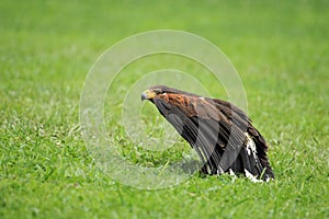 Dusky hawk