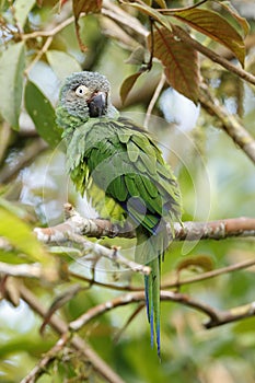 A Dusky-headed Parakeet in Ecuador