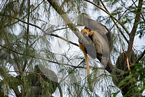 Dusky Langur Monkey baby with mother on the tree.