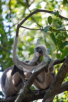 Dusky Langur Monkey sitting on the tree branch.