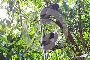 Dusky Langur sitting on tree branch