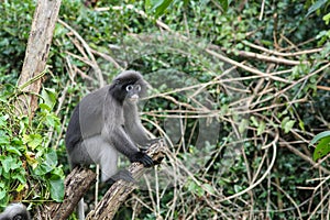 Dusky Langur sitting on tree branch