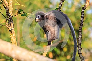Dusky Langur sitting on tree branch