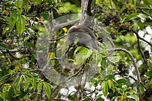 Dusky Langur, Spectacled Langur monkey are feeding food on tree in rain forest