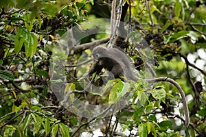 Dusky Langur, Spectacled Langur monkey are feeding food on tree in rain forest