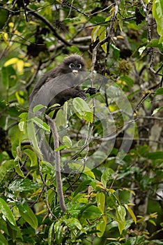 Dusky Langur, Spectacled Langur monkey are feeding food on tree in rain forest