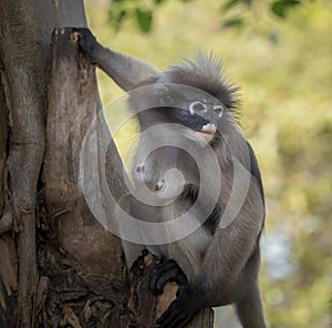 Dusky Langur Trachypithecus obscurus