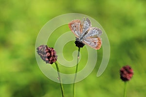 Dusky large blue butterfly